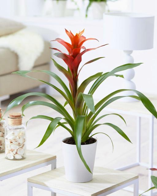 Guzmania