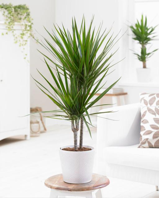 Dracena