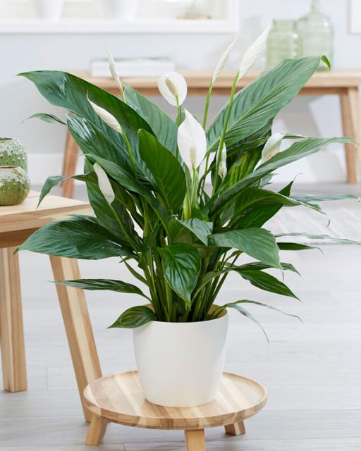 Peace lily