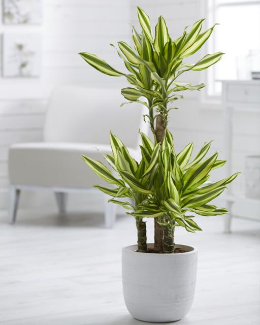 Dracena kvepianti