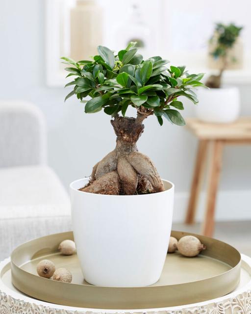 Ficus ginseng