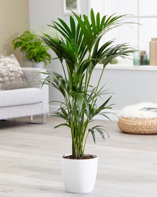 Kentia palm