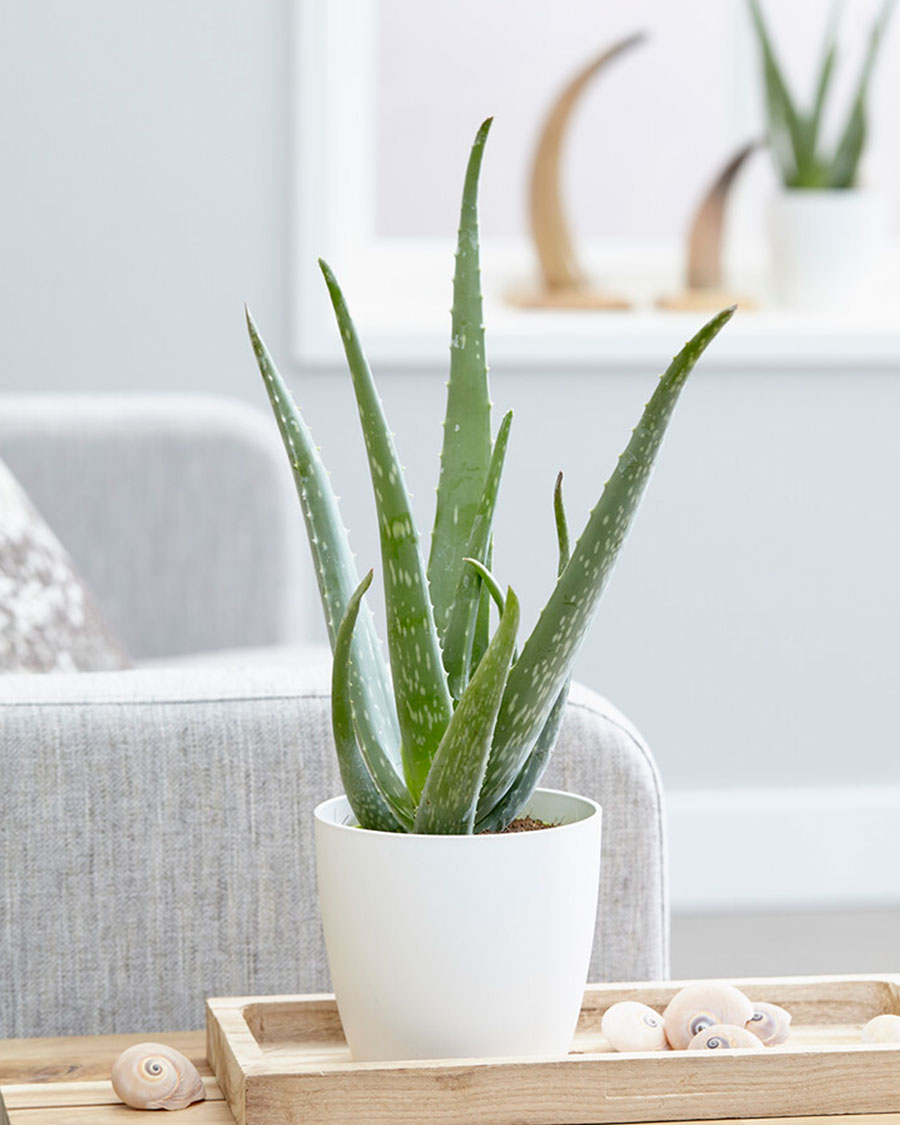 aloe vera barbadensis miller pflanze kaufen Aloe Vera - Barbadensis miller main image 1