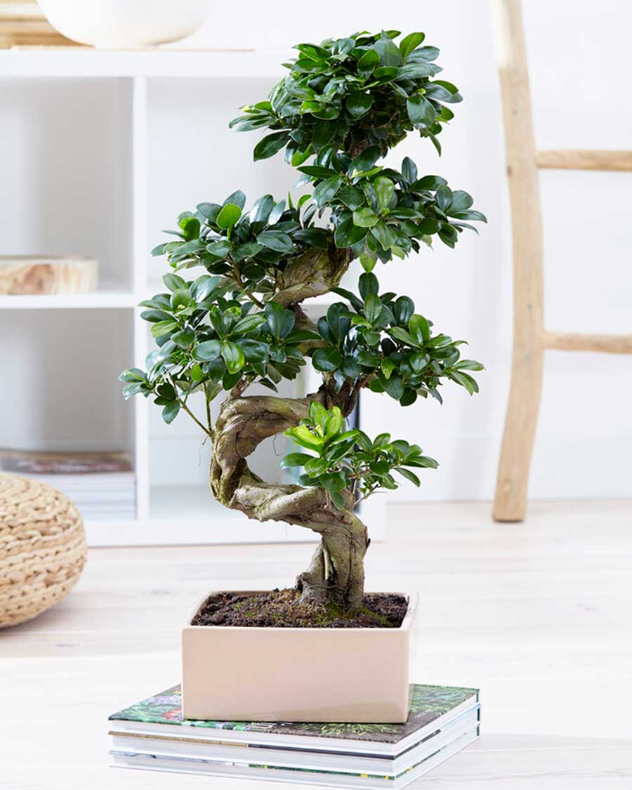 Ficus ginseng ( BonzaÏ ) – EshopJackyRubino