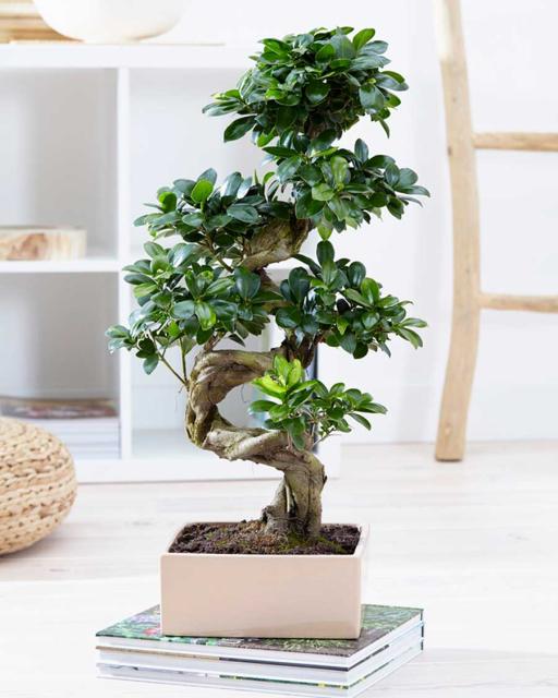 Fikusas bonsai