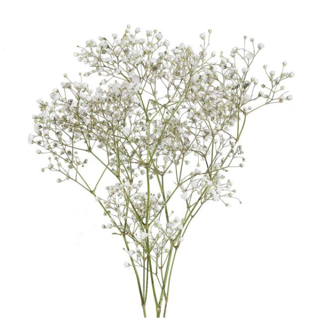 Gypsophilia